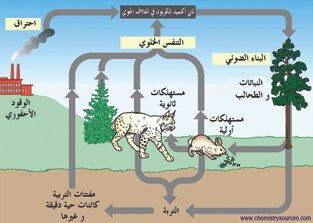 دورة الكربون