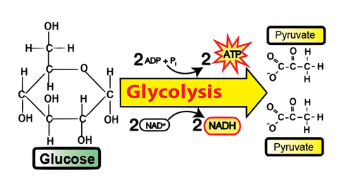 تفكك الجلوكوز ، مسار إمبدين-ميريوف  glycolysis -Embden-Meyerhof path­way