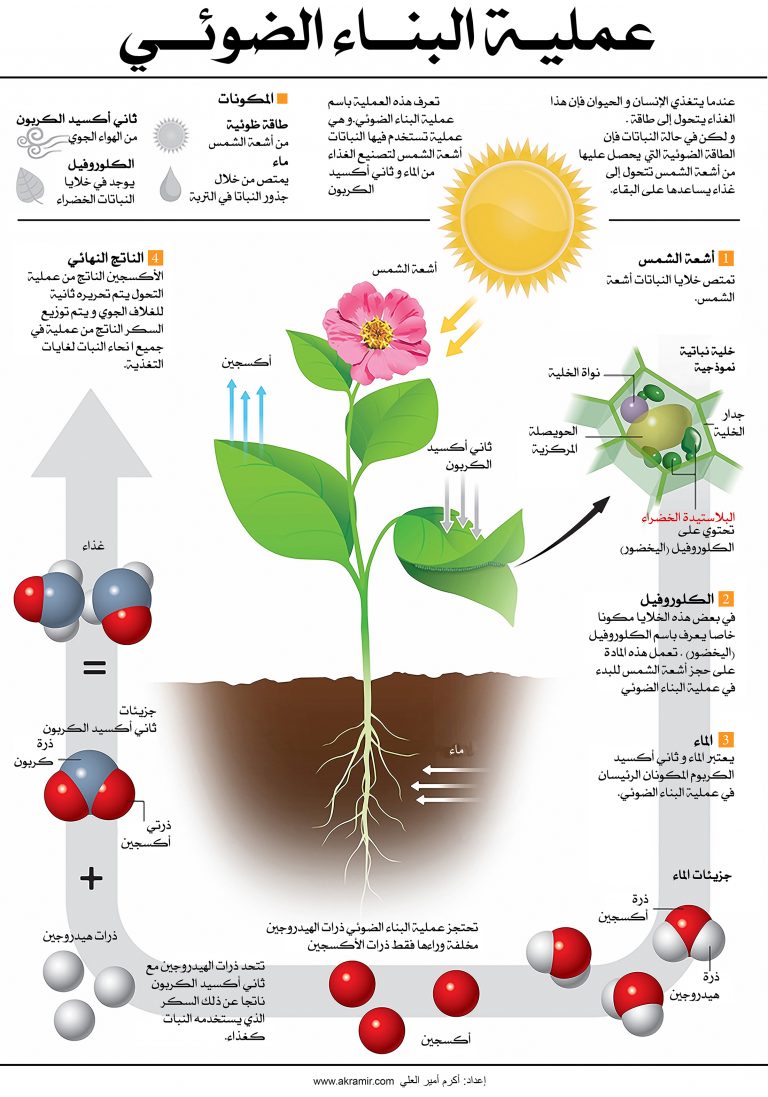 البناء الضوئي عملية تفاعل كيميائي ماص للطاقة