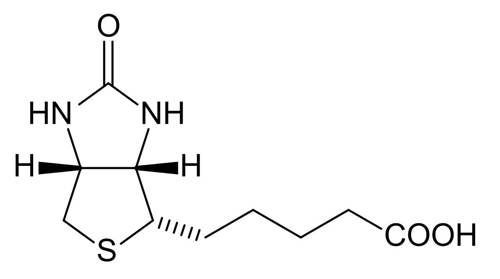 فيتامين ح ( H ): البيوتين Biotin