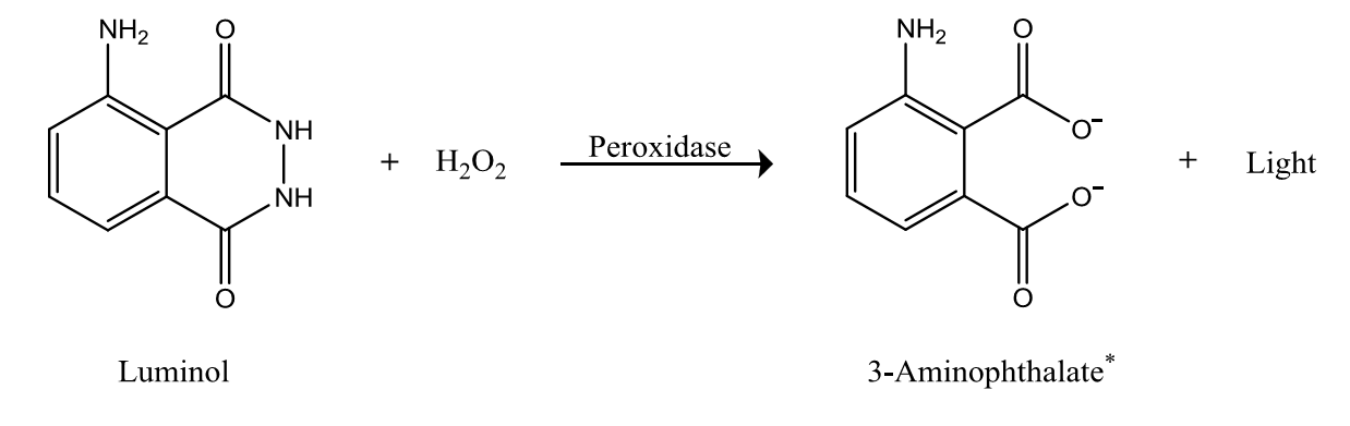 بيروكسيديز - بيروكسيداز Peroxidase