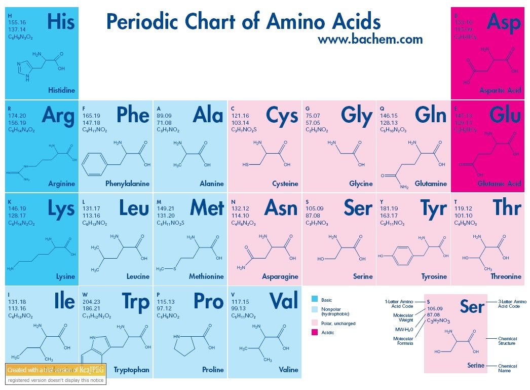 amino acid chart
