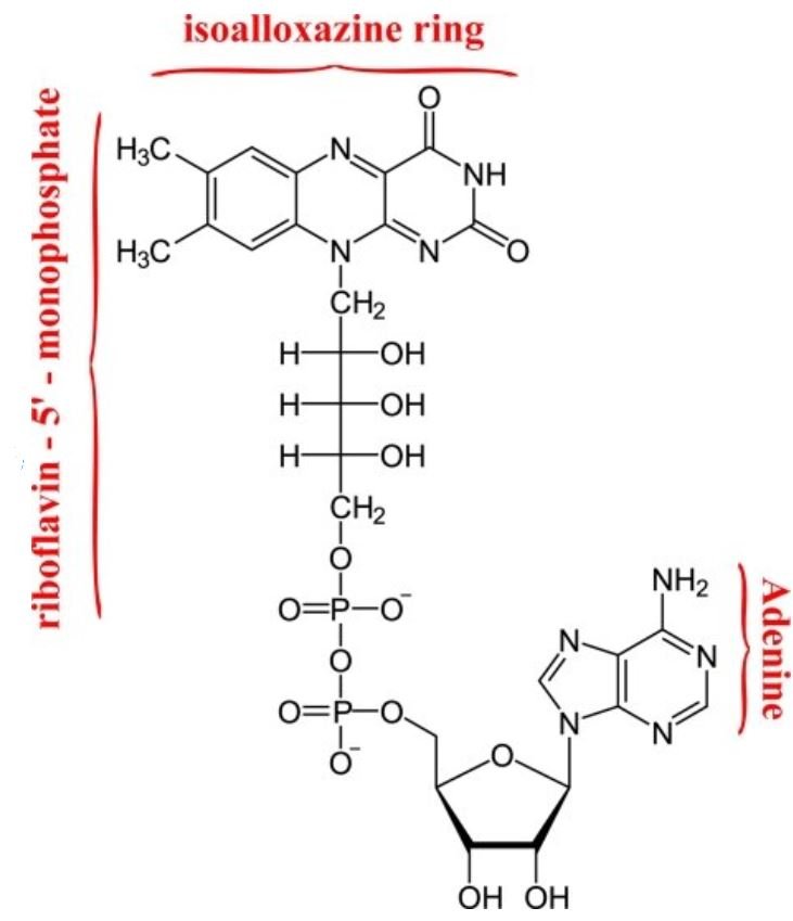 فلافين أدينين ثنائي النيوكليوتيد (ثنائي نيوكليوتيد الفلافين والأدينين) Flavin Adenine Dinucleotide