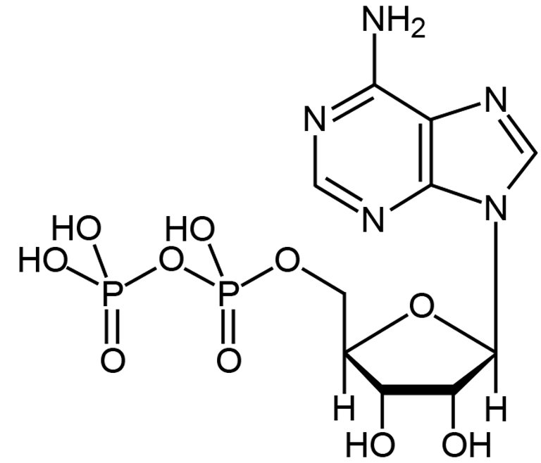 Adenosine Diphosphate NEW